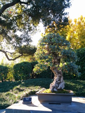 Cork Oak Bonzai Tree